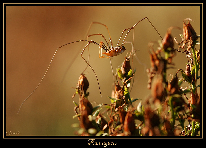 Insectes 6