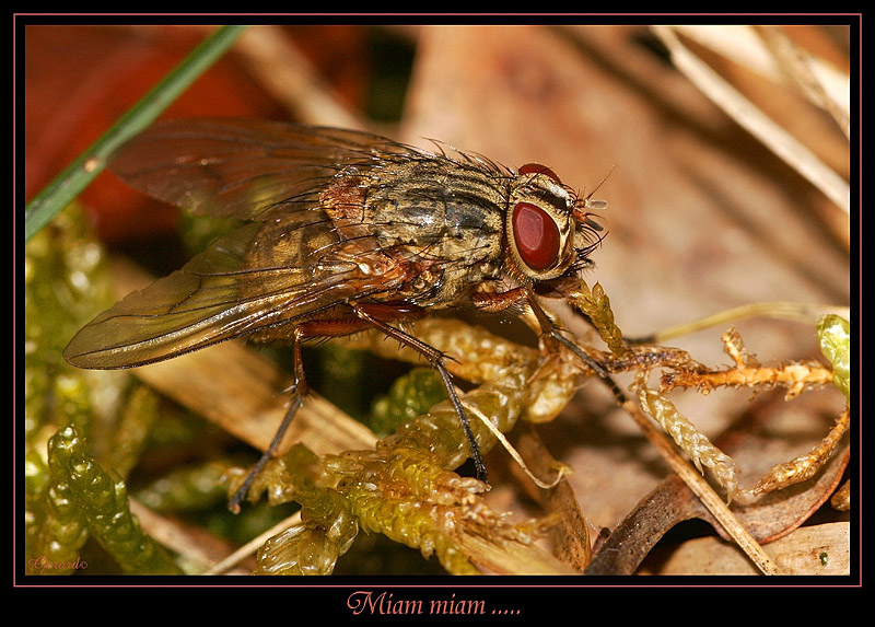 Insectes 7