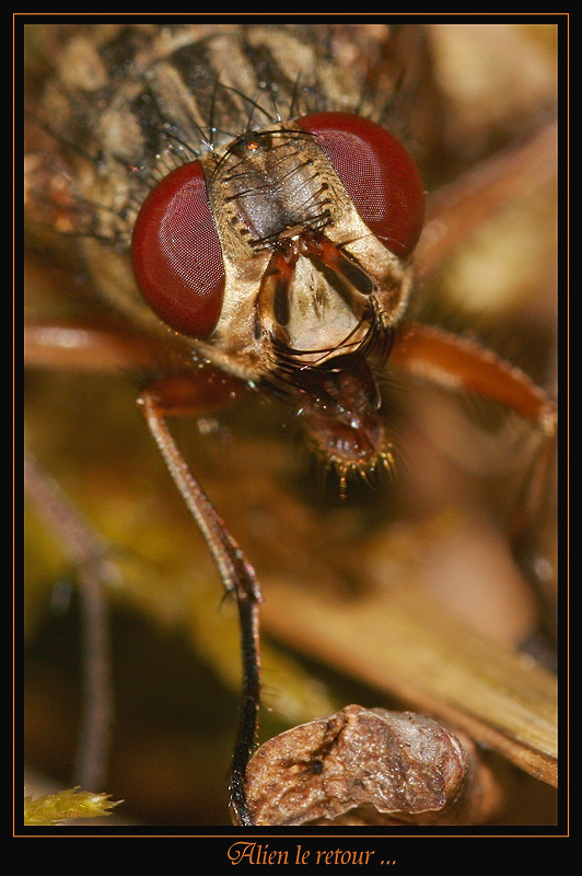 Insectes 9