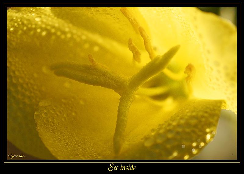 Rose 7