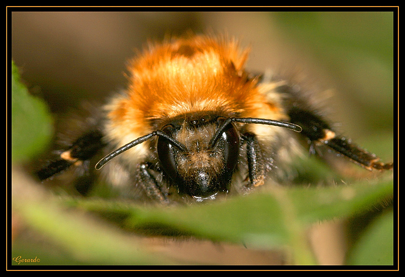 Insectes 16