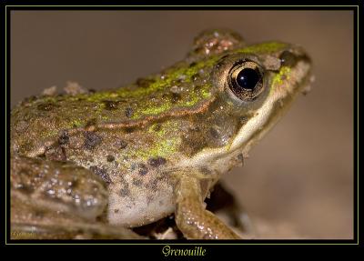 Grenouille 1