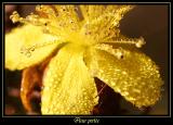 Rose 6