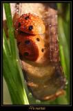 Insectes 1