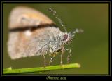 Insectes 4
