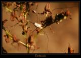 Insectes 5