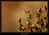 Insectes 6