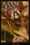 Insectes 9