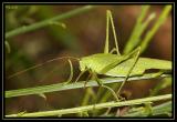 Insectes 10