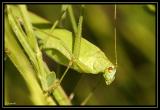 Insectes 11