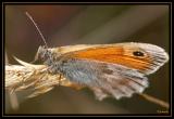 Insectes 12