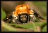 Insectes 16