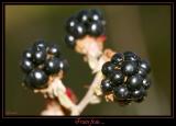 Fruits