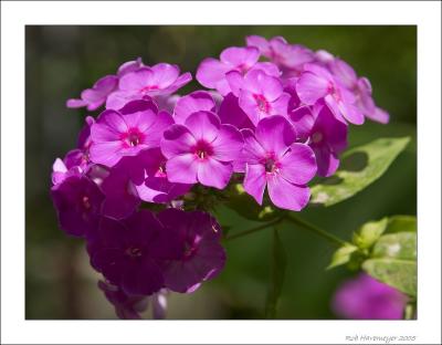 CRW_6371 copycleaned800.jpg