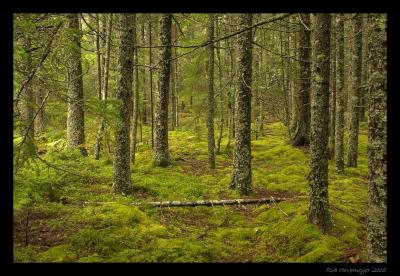 Woods In Acadia