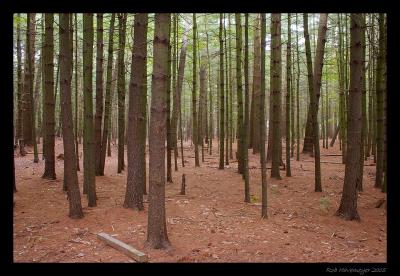 Prosser Pine Nature Preserve