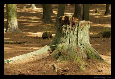 CRW_7569bibblecleaned900.jpg
