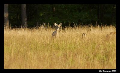 Connetquot River State Park