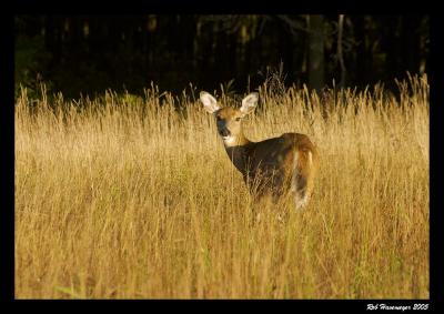 Connetquot River State Park