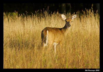 Connetquot River State Park