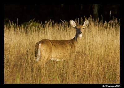 Connetquot River State Park