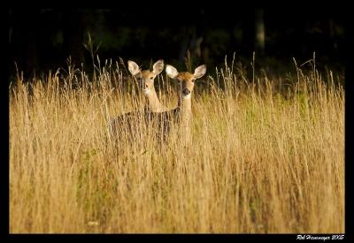 Connetquot River State Park