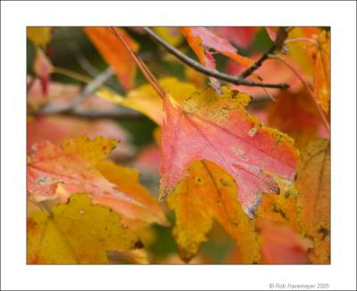 Millers Pond Oct 23 2005