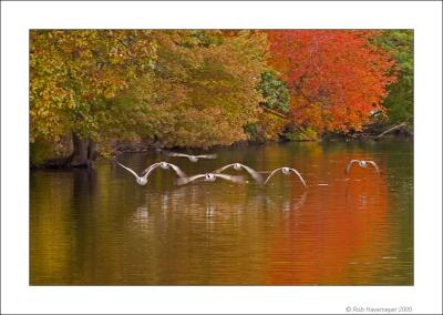 Connetquot River State Park Oct 23 2005