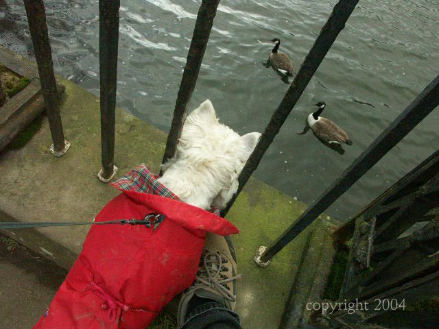 birdwatching.jpg