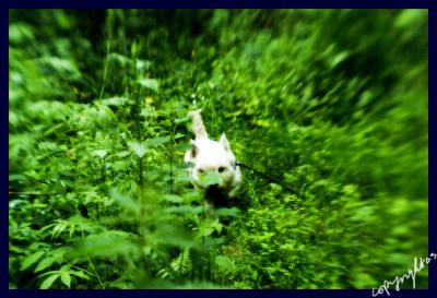 the rabbit-hunter