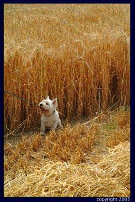 23072005 admiring the barley harvest