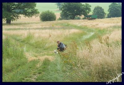 contentment in a summer meadow