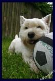 my ball, my ball!