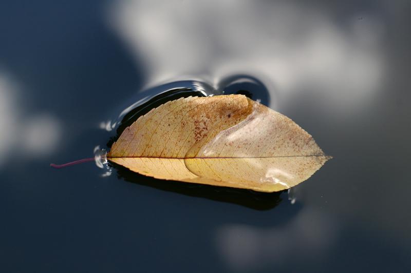 The Fleeting Beauty<br>September 4, 2005