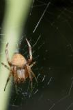 The Spider and the Golden Spiral<br>August 5, 2005