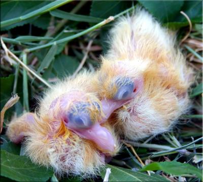 Hatchling pigeons.jpg