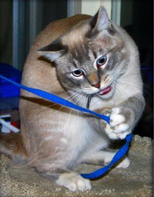 The Tazmanian Devil kitty