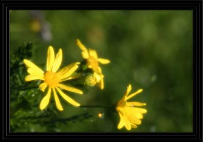 wet daisies