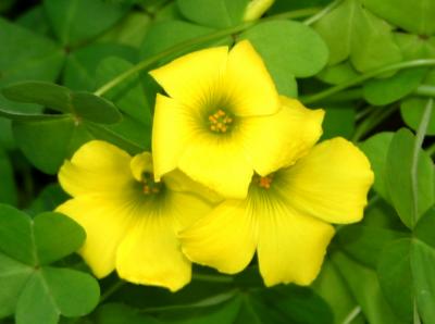 yellow flowers 2.jpg