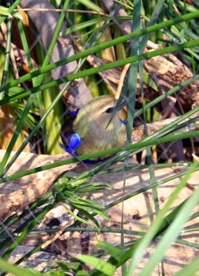 IMG_2653b.jpg
