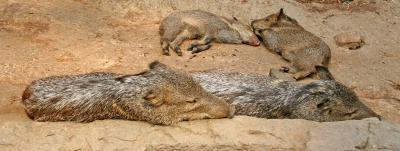 Family of Javelina