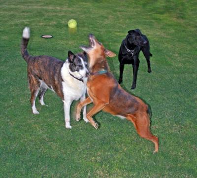 Missy, Brandy and Gracie