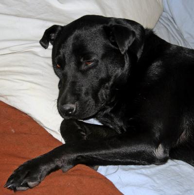 Gracie's nap time