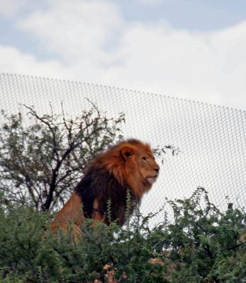 Lion