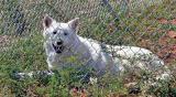 Arctic wolf