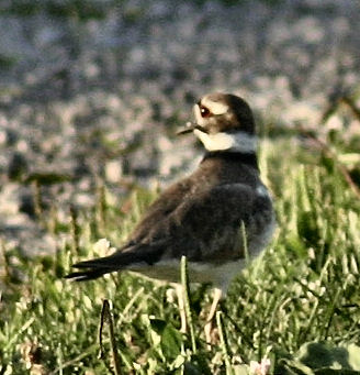 Kildeer