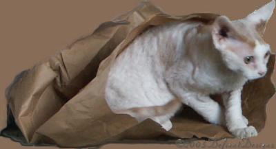 Cat's In the Bag - almost