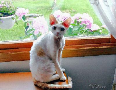 This is Simon, my babyboy devon rex cat.  I could NOT get a decent photo, so I 
photoshopped this one and made it into my note cards. He asked me WHAT in the world are you doing
Mom?!
