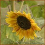 Lone Sun Flower