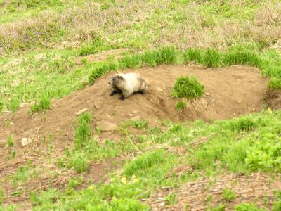 5_29_2005 Critter
